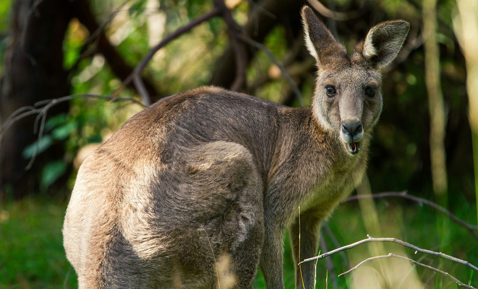 kangaroo-generic