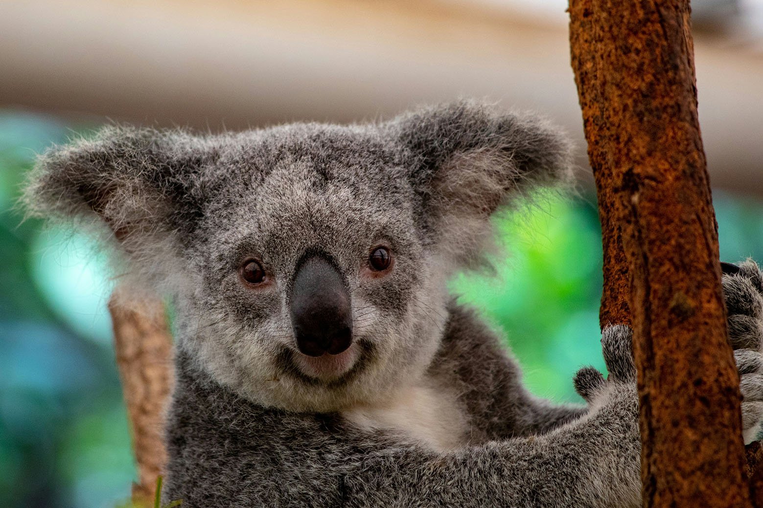 koala-lone-pine-brisbane